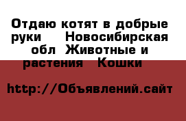 Отдаю котят в добрые руки . - Новосибирская обл. Животные и растения » Кошки   